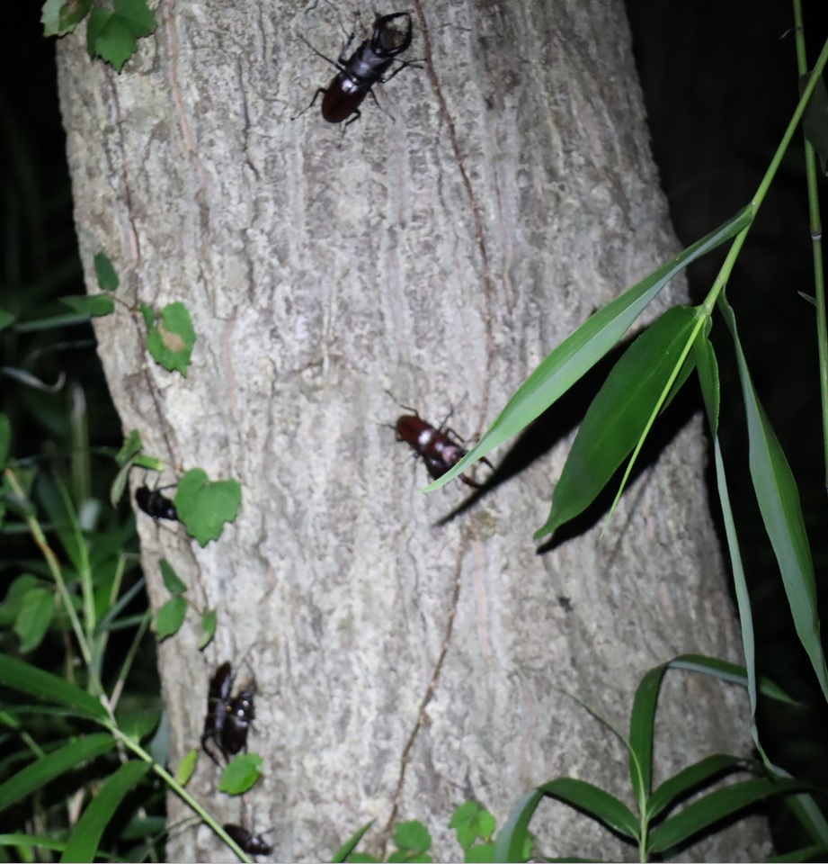 ノコギリクワガタ2ペア＋2♂＋1♀_No4のコナラ_クワガタ達のオアシス_2023年7月3日19時35分 気温27.5度